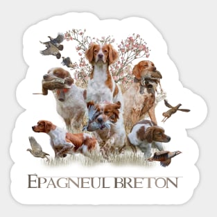 Épagneul breton Sticker